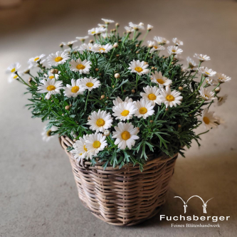 Margeritenbusch mit Gefäß