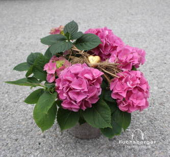Hortensie