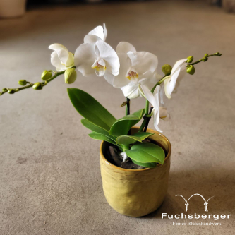 Orchidee weiß