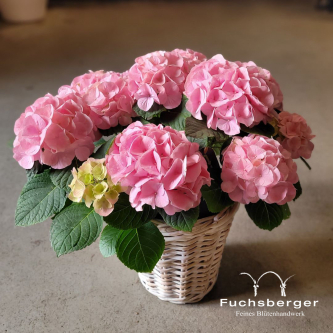 Rosa Hortensie im Gefäß